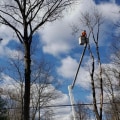 Our Tree Service Process