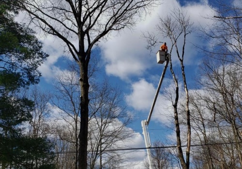 What Makes Bensalem Tree Services Stand Out in the Industry?